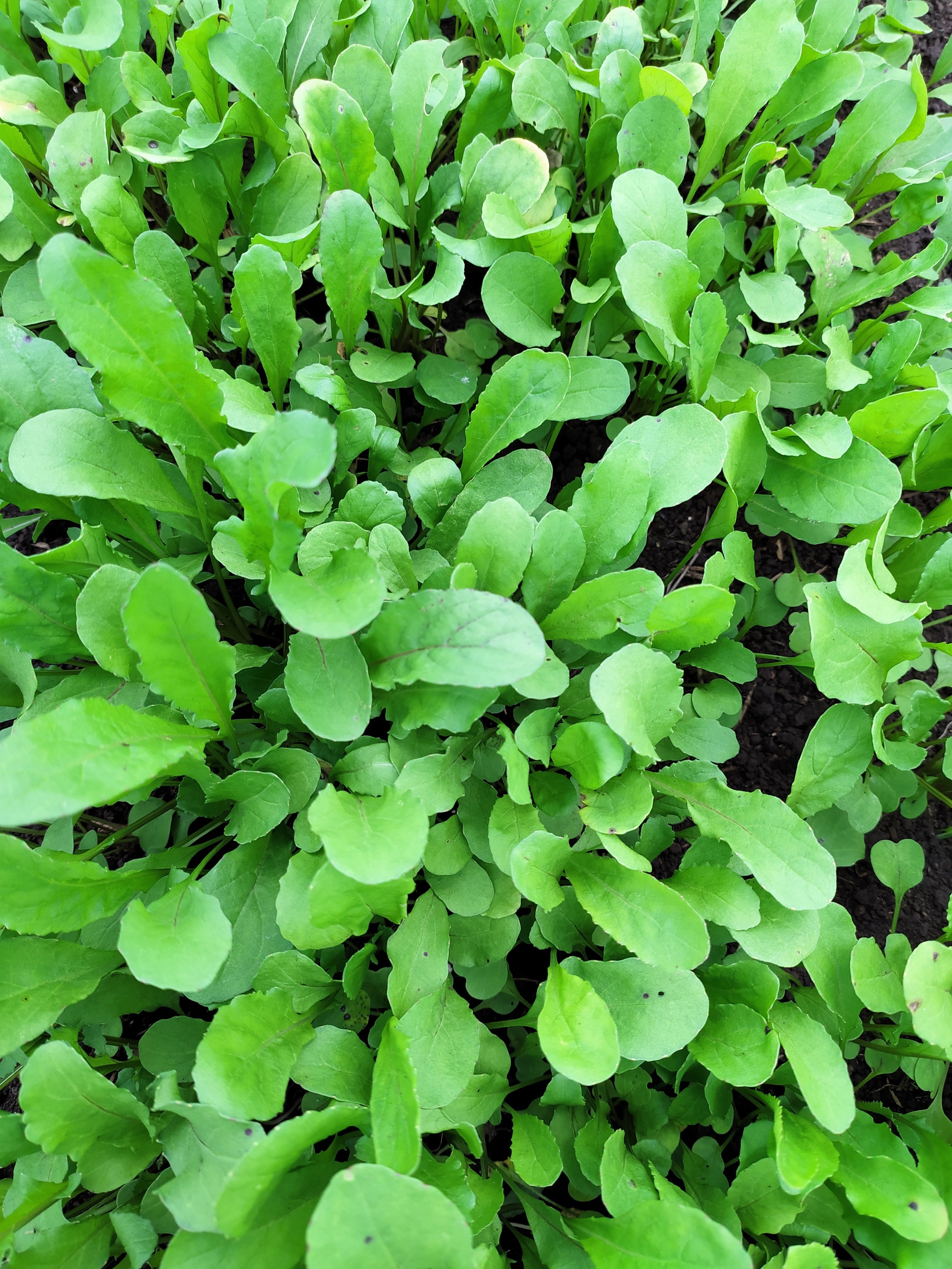 RÚGULA BABY AGROECOLÓGICA - 150 g