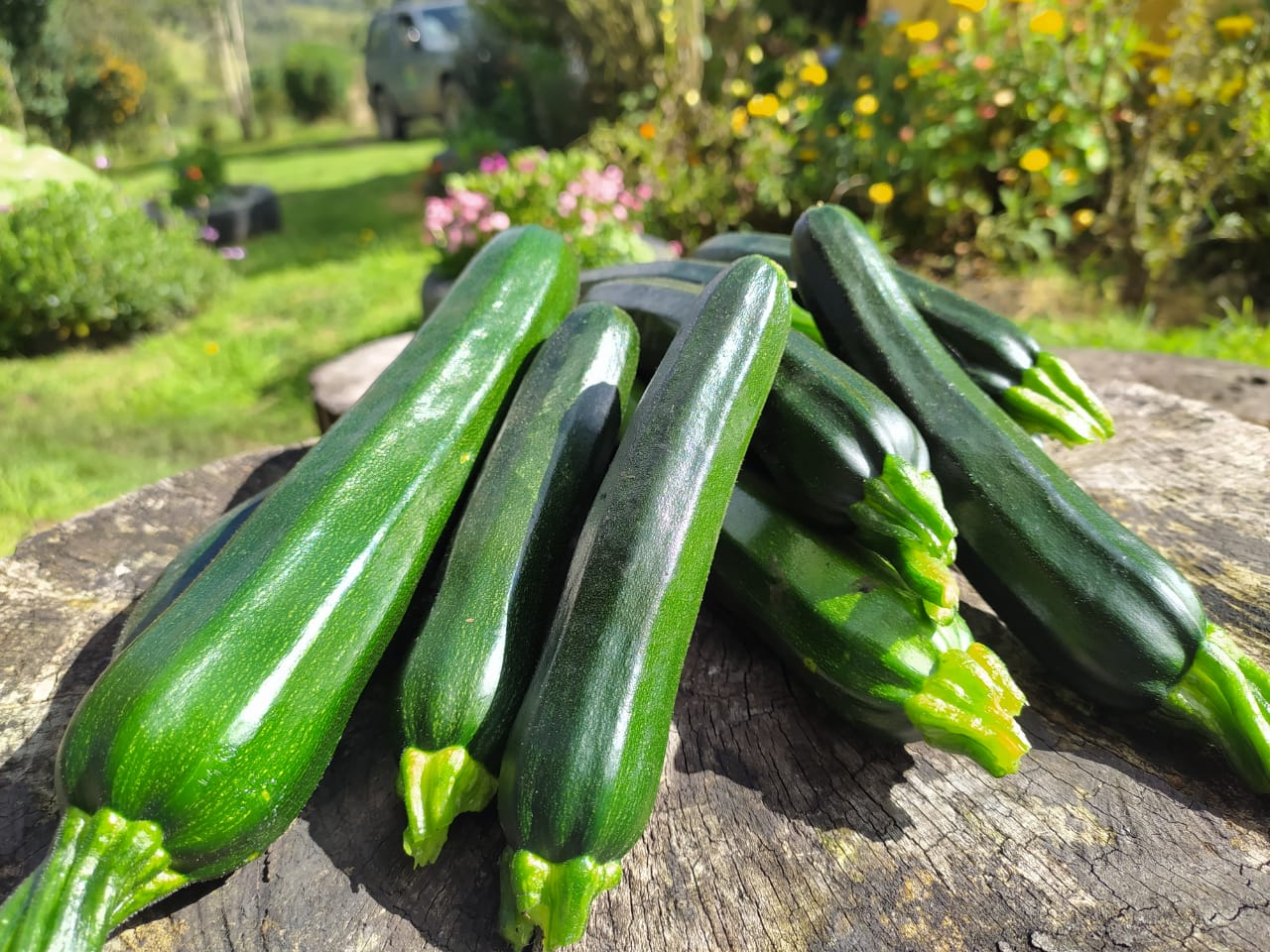 ZUCCHINIS AGROECOLÓGICOS - 500 gr