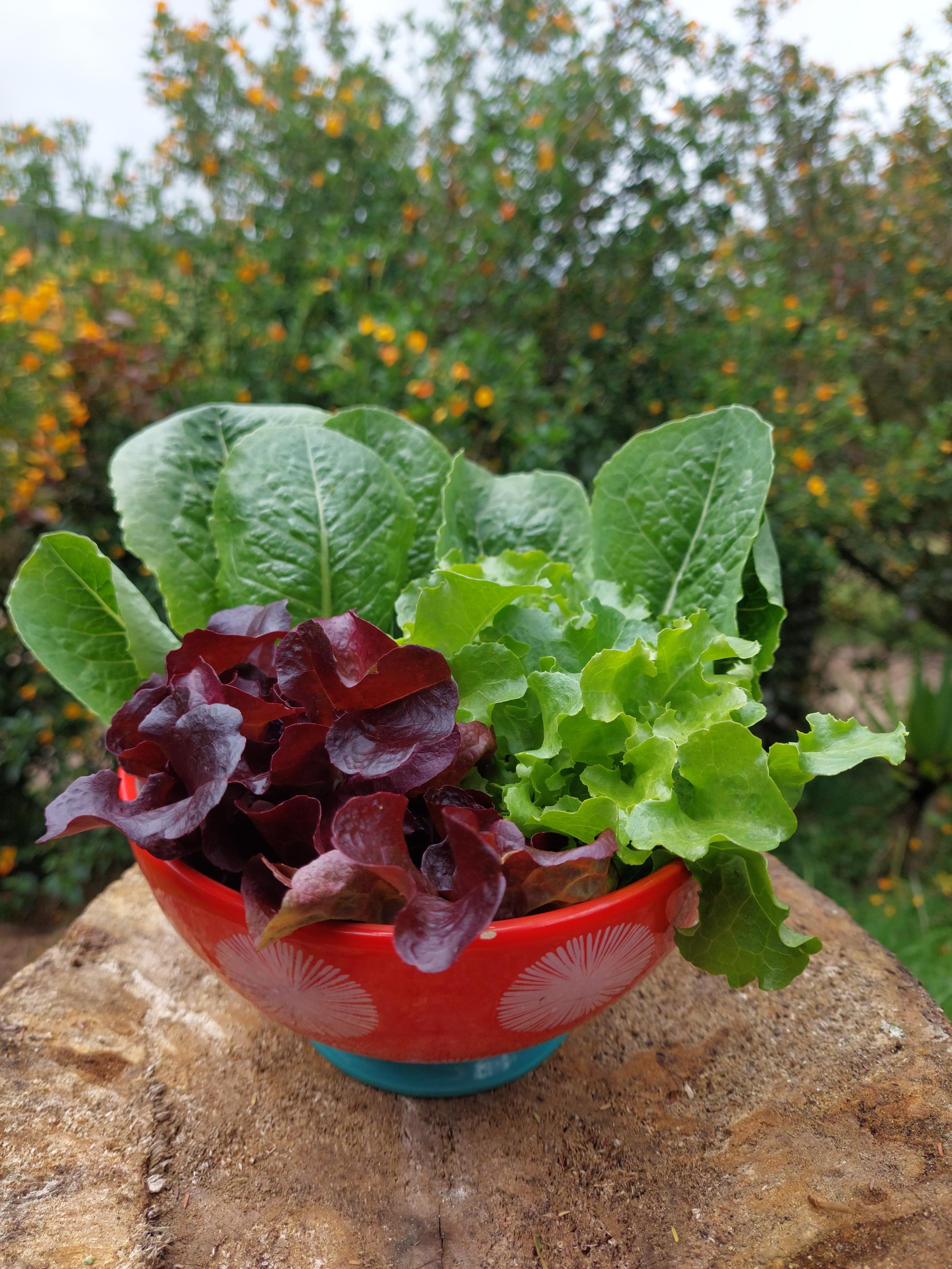 MIX LECHUGAS AGROECOLÓGICAS - 200gr