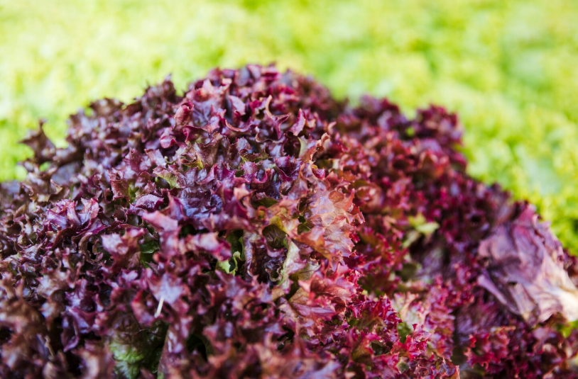 LECHUGA CRESPA MORADA AGROECOLÓGICA - Unidad