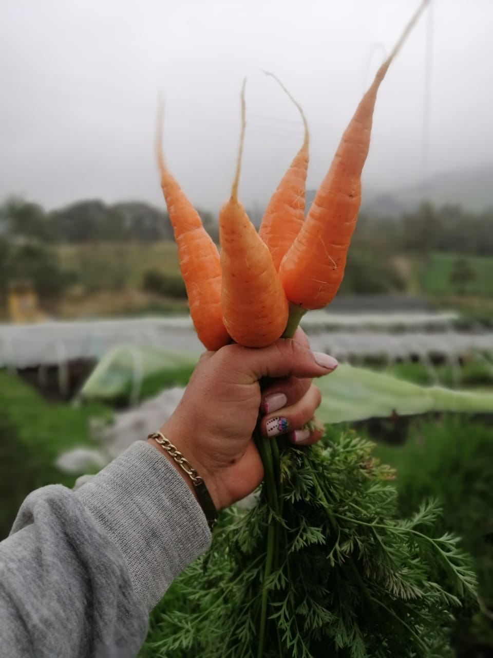 ZANAHORIA CAMPESINA - 500 gr