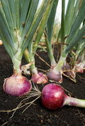 CEBOLLA CABEZONA ROJA CAMPESINA  - 500 gr