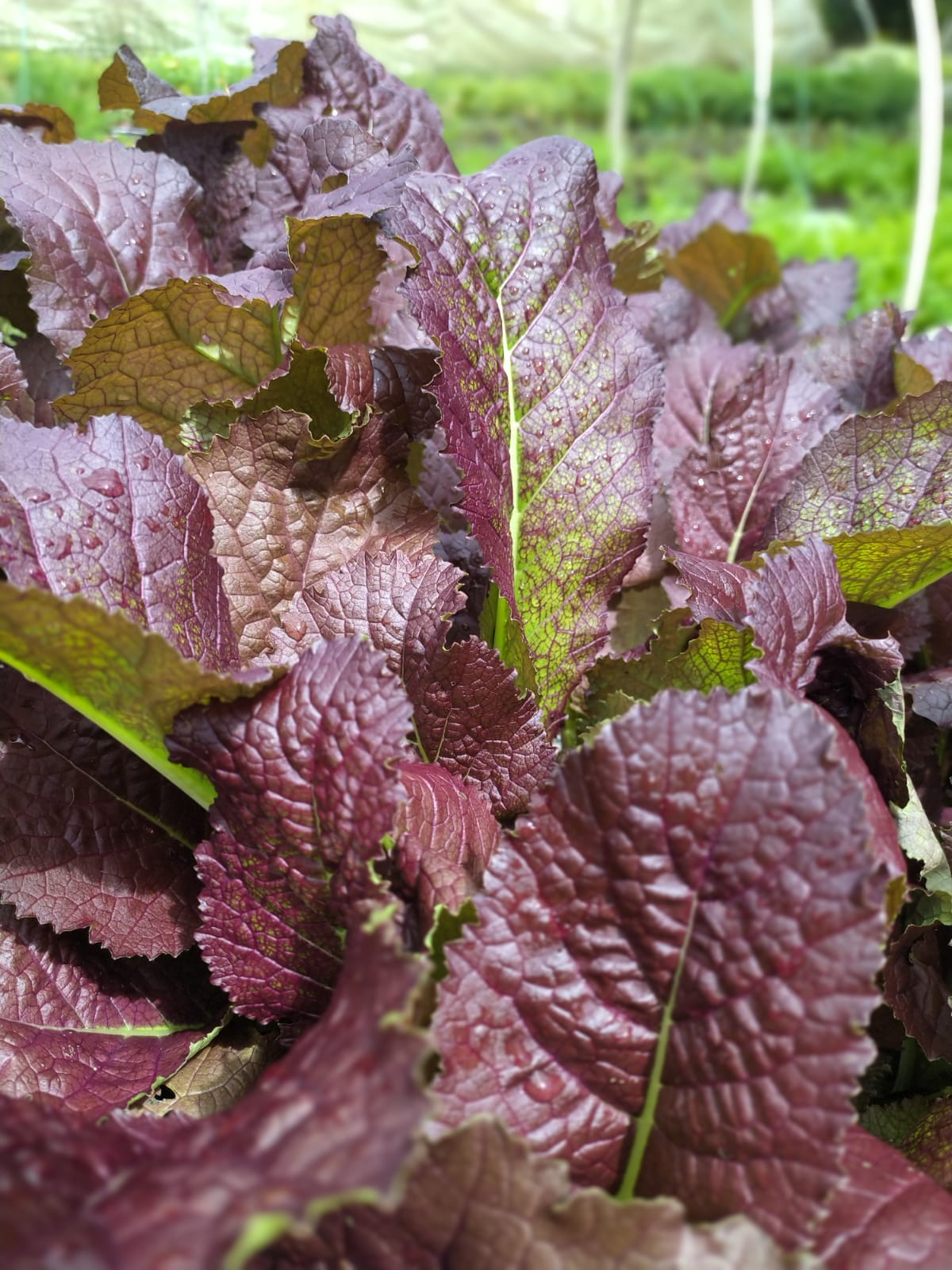 LECHUGA MOSTAZA ROJA AGROECOLÓGICA - unidad