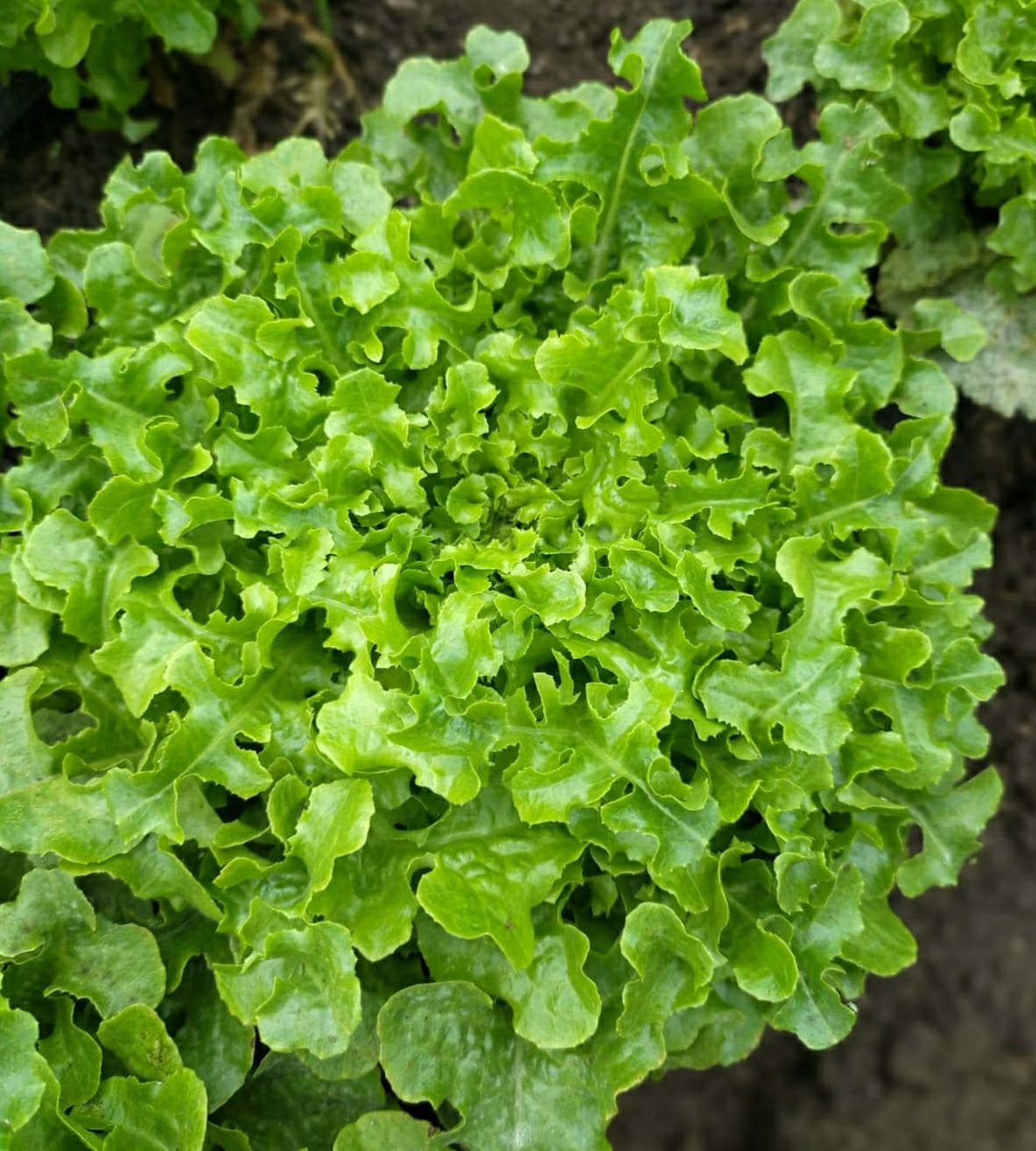 LECHUGA ROBLE VERDE AGROECOLÓGICA - unidad