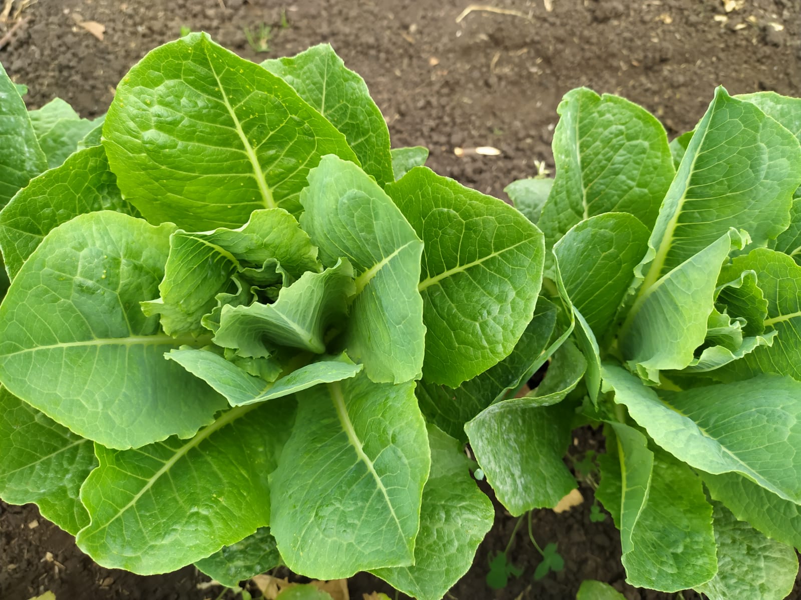 LECHUGA ROMANA AGROECOLÓGICA - unidad