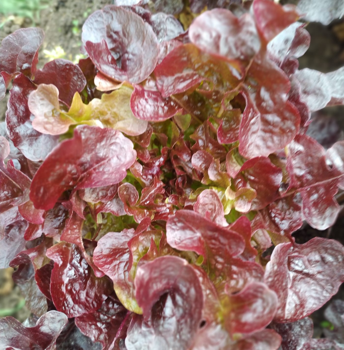 LECHUGA ROBLE ROJA AGROECOLÓGICA - unidad